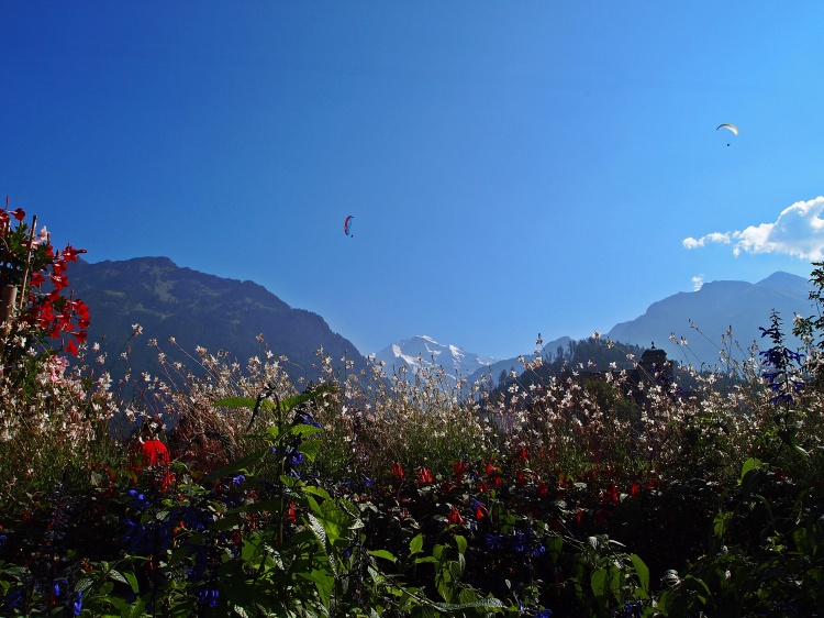 Jungfrau Mountain and a paraglider, framed by perfect Switzerland flowers. 
